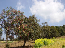 Streuobstwiesen