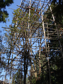 Bambusgerüst um die Alten Reticulata Bäume