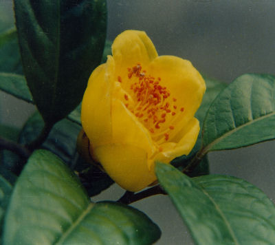 Camellia Chrysantha