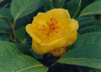 Camellia Chrysantha