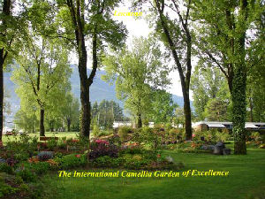 International Camellia Garden of Excellence Locarno