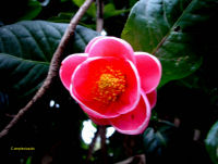 Camellia amplexicaulis