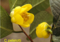 Camellia petelottii