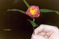 Camellia rubriflora