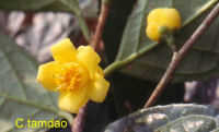 Camellia tamdaoensis