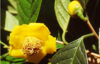 Camellia phanii