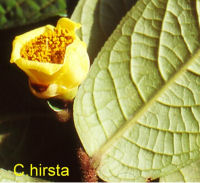 Camellia hirsuta