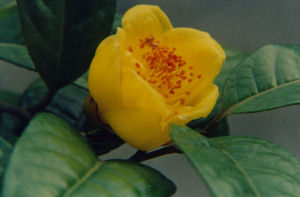 C. chrysantha nitidissima