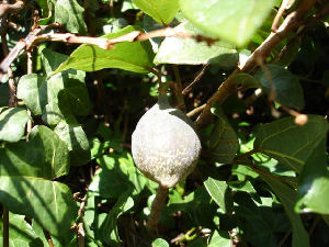 Früchte des Ficus carica