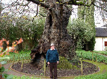 Baum