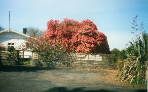 Rhododendron Wald