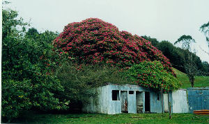 Rhododendron Wald