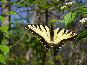 Schmetterling