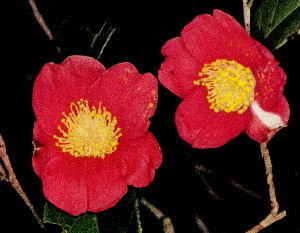 snow camellian