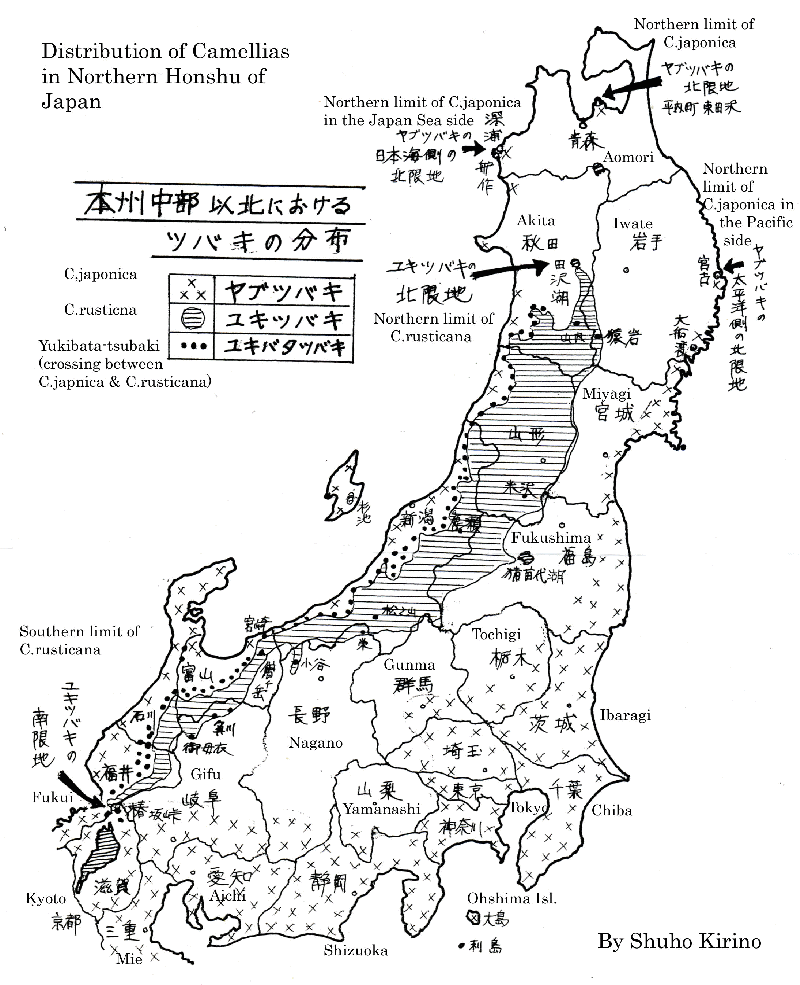 Description of camellia in Honshu japan