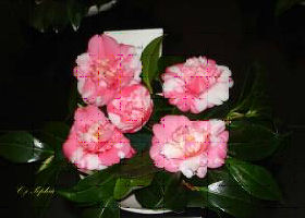 C.j. Sophia