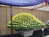 Chrysanthemenschau