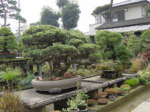 Bonsai -Village