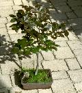 Bonsai fagus sylvatica