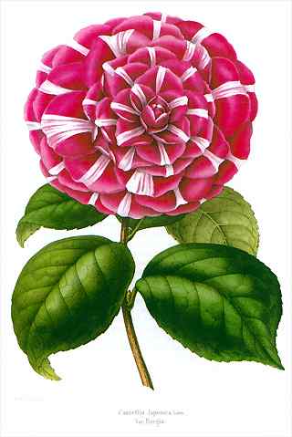 Camellia 'Borgia', aus 5.