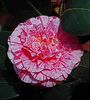 'Bella Romana'