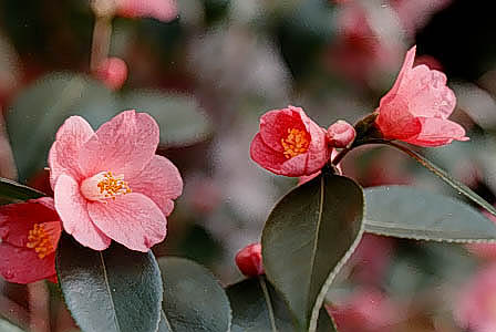 C. hybrida ' Cornish Spring'