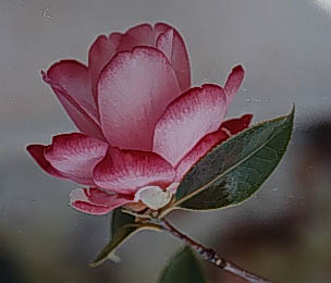 'Hanafuki'