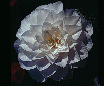 'Nuccio's Gem'