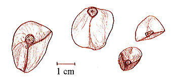 Kamelien-Samen